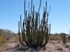 Der namensgebende Organ Pipe Cactus